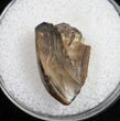 Tyrannosaurid Tooth Tip - Montana #9991-1